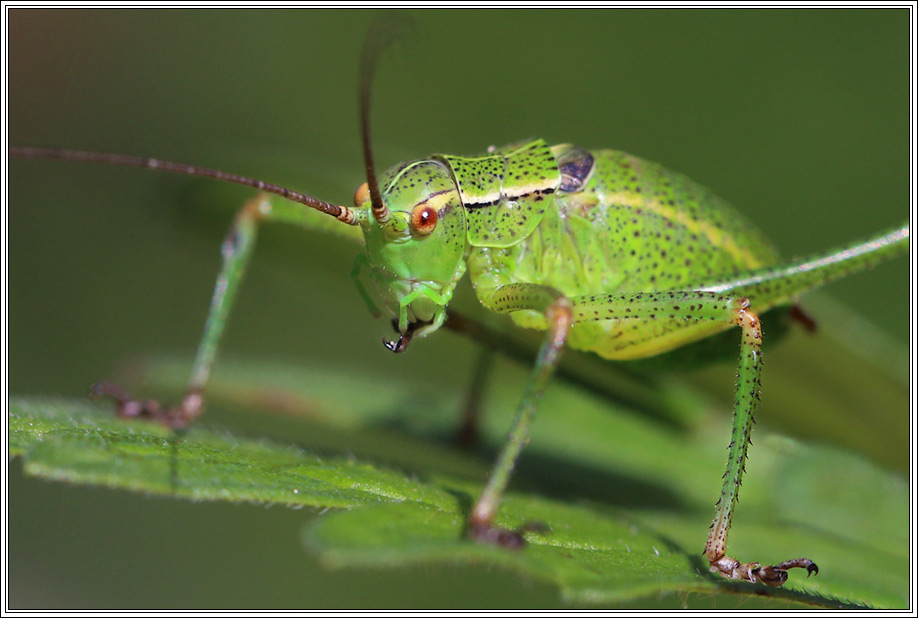 Barbitistes constrictus